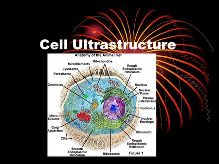 Cell Ultrastructure. Parts of a cell Standard grade level required only 3 parts of an animal cell. Now we have to learn around 15!
