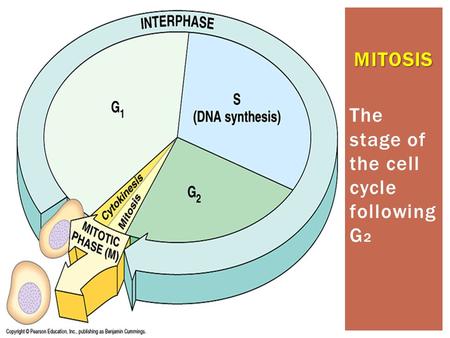 The stage of the cell cycle following G 2 MITOSIS.
