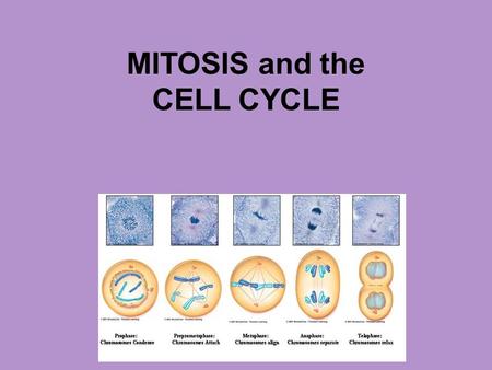 MITOSIS and the CELL CYCLE. Cell Cycle vs. Mitosis Cell cycle= life cycle of a cell; growth, division, etc. Mitosis= one step of the cell cycle; division.