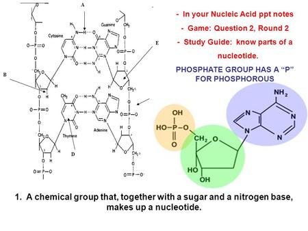 A B C D E -  In your Nucleic Acid ppt notes -  Game: Question 2, Round 2