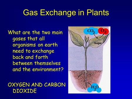 Gas Exchange in Plants What are the two main gases that all organisms on earth need to exchange back and forth between themselves and the environment?