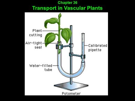 Chapter 36 Transport in Vascular Plants. Physical forces drive the transport of materials in plants over a range of distances.