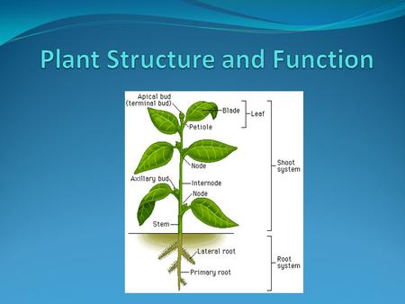 Specialized Tissues in Plants Plant Organs: Roots, Stems, and Leaves Roots Anchor the plant and absorb nutrients and water Mutualistic relationship with.