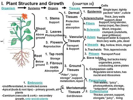 I. Plant Structure and Growth (CHAPTER 35)