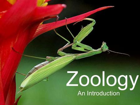 Zoology An Introduction.
