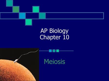 AP Biology Chapter 10 Meiosis.