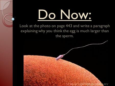 Do Now: Look at the photo on page 443 and write a paragraph explaining why you think the egg is much larger than the sperm.