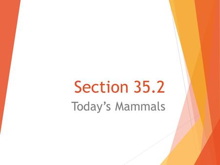 Section 35.2 Today’s Mammals. Grouped by reproduction  Monotremes  Most primitive mammals  All modern monotremes live in Australia  Egg-laying mammals.