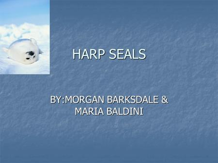 HARP SEALS BY:MORGAN BARKSDALE & MARIA BALDINI. All Aboard! Cute, lovable, huggable, I just want to give a harp seal a big squeeze when I see one. I know.