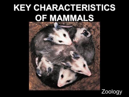 KEY CHARACTERISTICS OF MAMMALS Zoology. CLASS MAMMALIA 4,400 species Mammals Classified into more than 20 orders, one of which includes humans. Live on.
