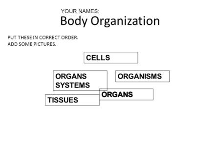 Body Organization CELLS ORGANS SYSTEMS ORGANISMS ORGANS TISSUES