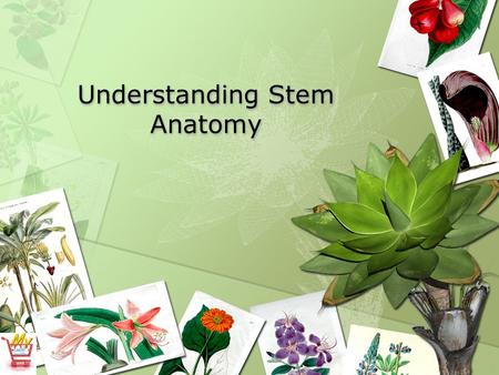 Understanding Stem Anatomy