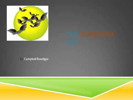 The Bumblebee bat By Campbell Roediger.