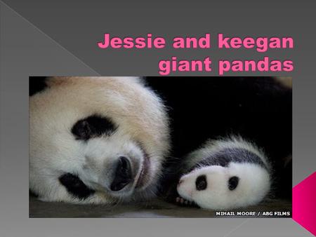 Pandas are wild animals. Pandas live in the bamboo forest. Only about1,000 of giant pandas have survived in the wild.
