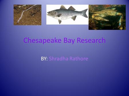 Chesapeake Bay Research BY: Shradha Rathore. Why is it important to have a variety of living things in the Bay ? It is important to have a variety of.