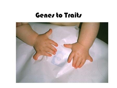 Genes to Traits. Genes Gene- a piece of DNA that makes a certain protein – Example: Gene for tongue-rolling Allele- different forms of a gene – Example: