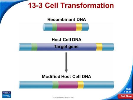 End Show Slide 1 of 21 Copyright Pearson Prentice Hall 13-3 Cell Transformation Recombinant DNA Host Cell DNA Target gene Modified Host Cell DNA.