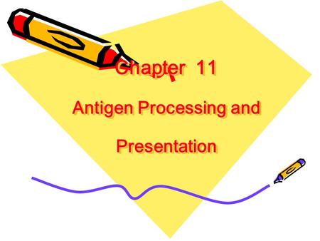 Chapter 11 Antigen Processing and Presentation. T cells do not recognise native antigens Y Y Y Y Y Y Y B Y T Y T Proliferation and antibody production.