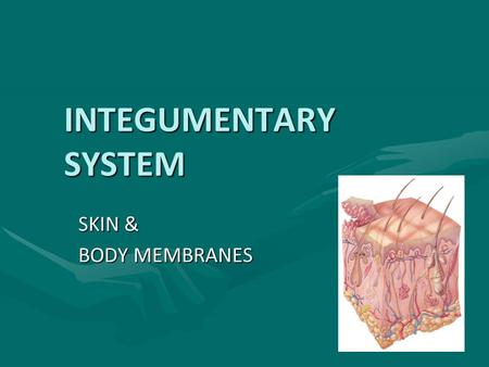 INTEGUMENTARY SYSTEM SKIN & BODY MEMBRANES. MEMBRANES: An overview Defined:Defined: –Superficial layer of epithelial cells –underlying layer of supportive.