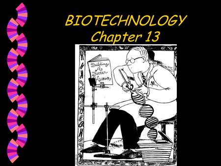 BIOTECHNOLOGY Chapter 13. Selective Breeding w Done for thousands of years w “Farmer Brown” w Produce desirable traits w “mother nature” to alter genes.