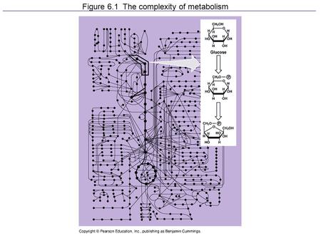 Figure 6.1 The complexity of metabolism. Figure 6.5 The relationship of free energy to stability, work capacity, and spontaneous change.