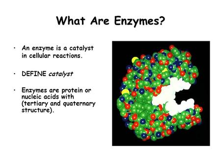 What Are Enzymes? An enzyme is a catalyst in cellular reactions.