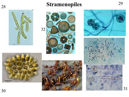 28 29 30 31 32 33 Stramenopiles. 1 3 4 5 STRAMENOPILES: Autotrophs (“Ochrophytes”) Brown Algae Yellow-Green Algae Synurans Golden-Brown Algae.