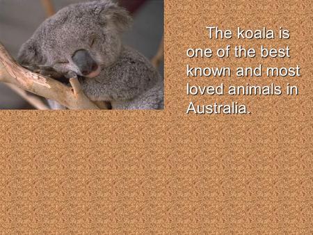 The koala is one of the best known and most loved animals in Australia.