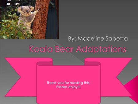 Thank you for reading this, Please enjoy!!!. Sharp claws help koalas climb tall big trees.