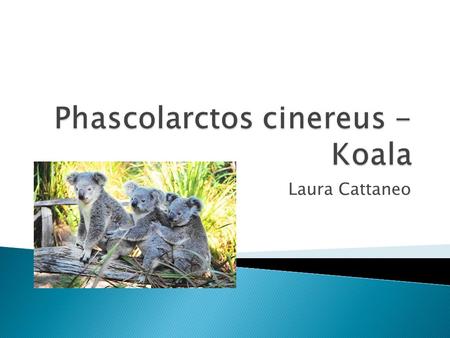 Laura Cattaneo.  Common Name: Koala  Scientific Name: Phascolarctos cinereus  Kingdom Name: Animilia  Phylum Name: Phascolarcidae  Class Name: Mammalia.