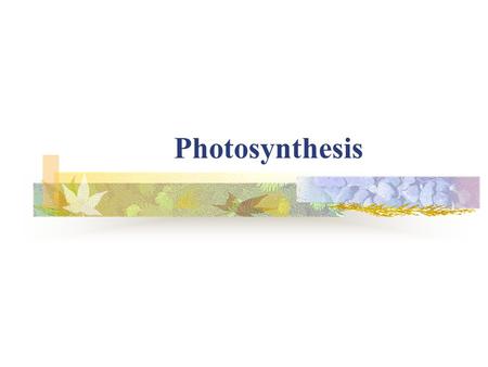 Photosynthesis. In this activity you will: Learn about the process of photosynthesis Write a paragraph describing how plants use photosynthesis to live.