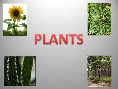 PLANTS.