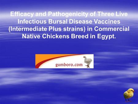 Efficacy and Pathogenicity of Three Live Infectious Bursal Disease Vaccines (Intermediate Plus strains) in Commercial Native Chickens Breed in Egypt.