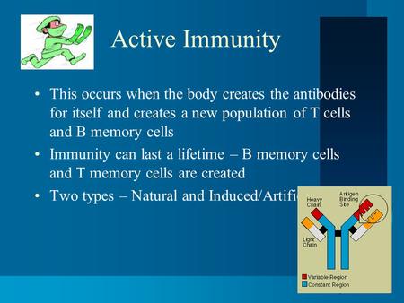 Active Immunity This occurs when the body creates the antibodies for itself and creates a new population of T cells and B memory cells Immunity can last.