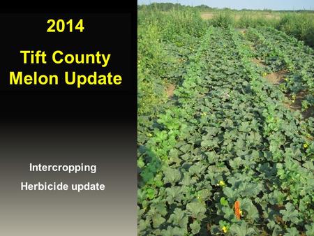 Tift County Melon Update