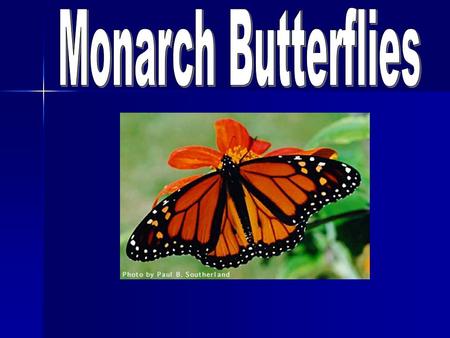Monarch Butterflies.