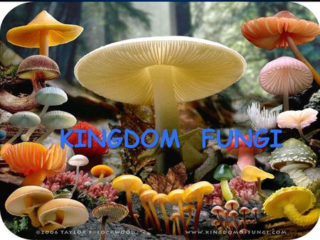 KINGDOM FUNGI. DNA evidence now indicates kingdom fungi is more closely related to animals than plants!!!!