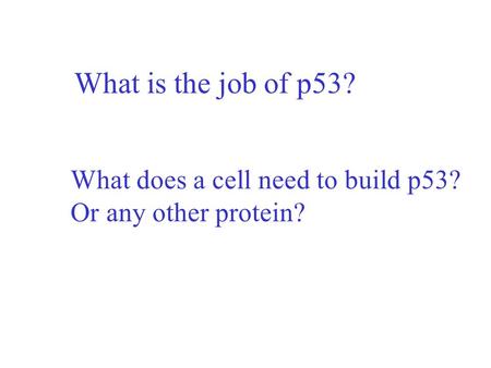 What is the job of p53? What does a cell need to build p53? Or any other protein?