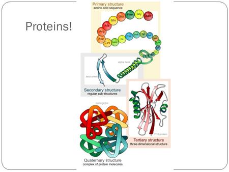 Proteins!. Proteins Proteins account for more than 50% of the dry mass of most cells Monomer: amino acids 20 amino acids used in cells Central carbon.