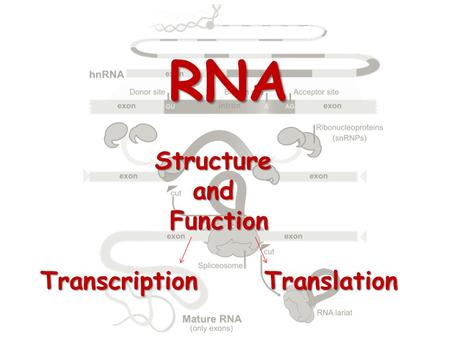 RNA StructureandFunction Transcription Translation.