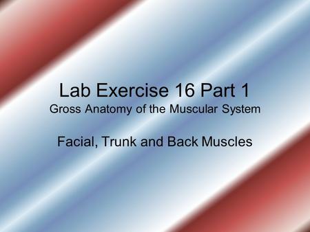 Lab Exercise 16 Part 1 Gross Anatomy of the Muscular System