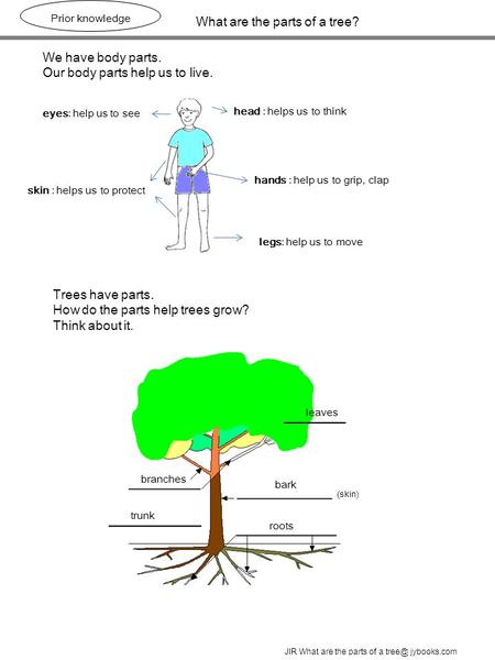 What are the parts of a tree? Prior knowledge JIR What are the parts of a jybooks.com head : helps us to think hands : help us to grip, clap legs: