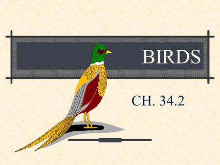 BIRDS CH. 34.2. I.Characteristics A. Class Aves. 9,000 species Only organisms with feathers. Endothermic [warm-blooded]