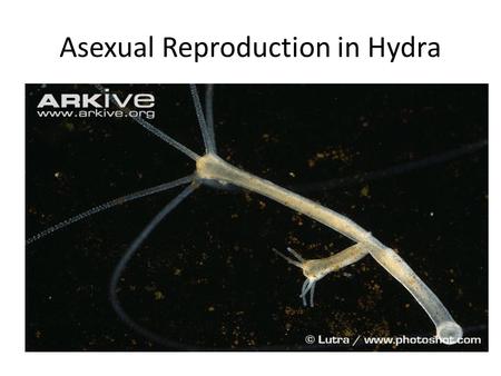Asexual Reproduction in Hydra. Hydra “budding” a form of asexual reproduction.
