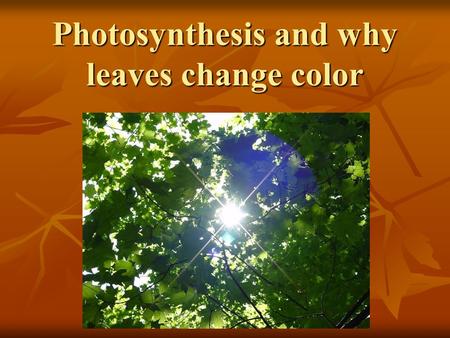 Photosynthesis and why leaves change color