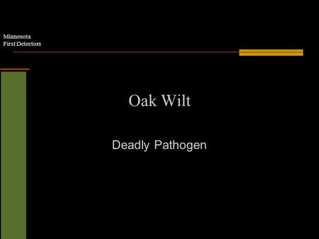 Minnesota First Detectors Oak Wilt Deadly Pathogen.