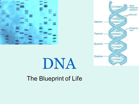 DNA The Blueprint of Life.