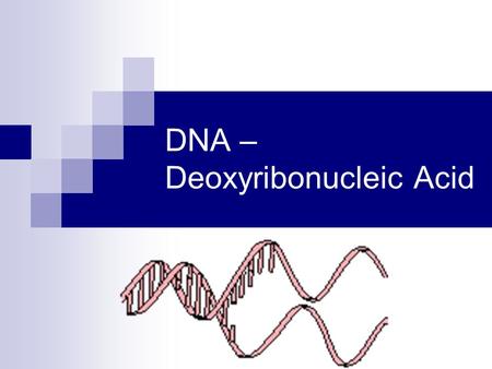 DNA – Deoxyribonucleic Acid. DNA – The Genetic Storehouse DNA occurs as a double stranded string of nucleotides that are bound together in the shape of.