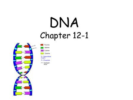 DNA Chapter 12-1. Role of DNA Genetic basis of life Carries code for all the genes of an organism Genes create proteins Proteins perform life functions.