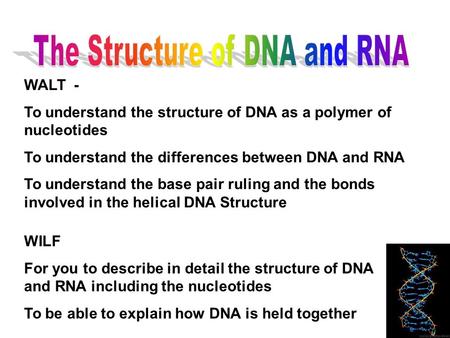 WALT - To understand the structure of DNA as a polymer of nucleotides To understand the differences between DNA and RNA To understand the base pair ruling.